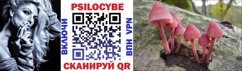 где найти   Выкса  Галлюциногенные грибы Psilocybe 